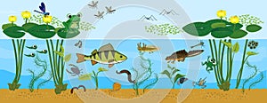 Ecosystem of pond. Animals living in pond. Diverse inhabitants of pond in their natural